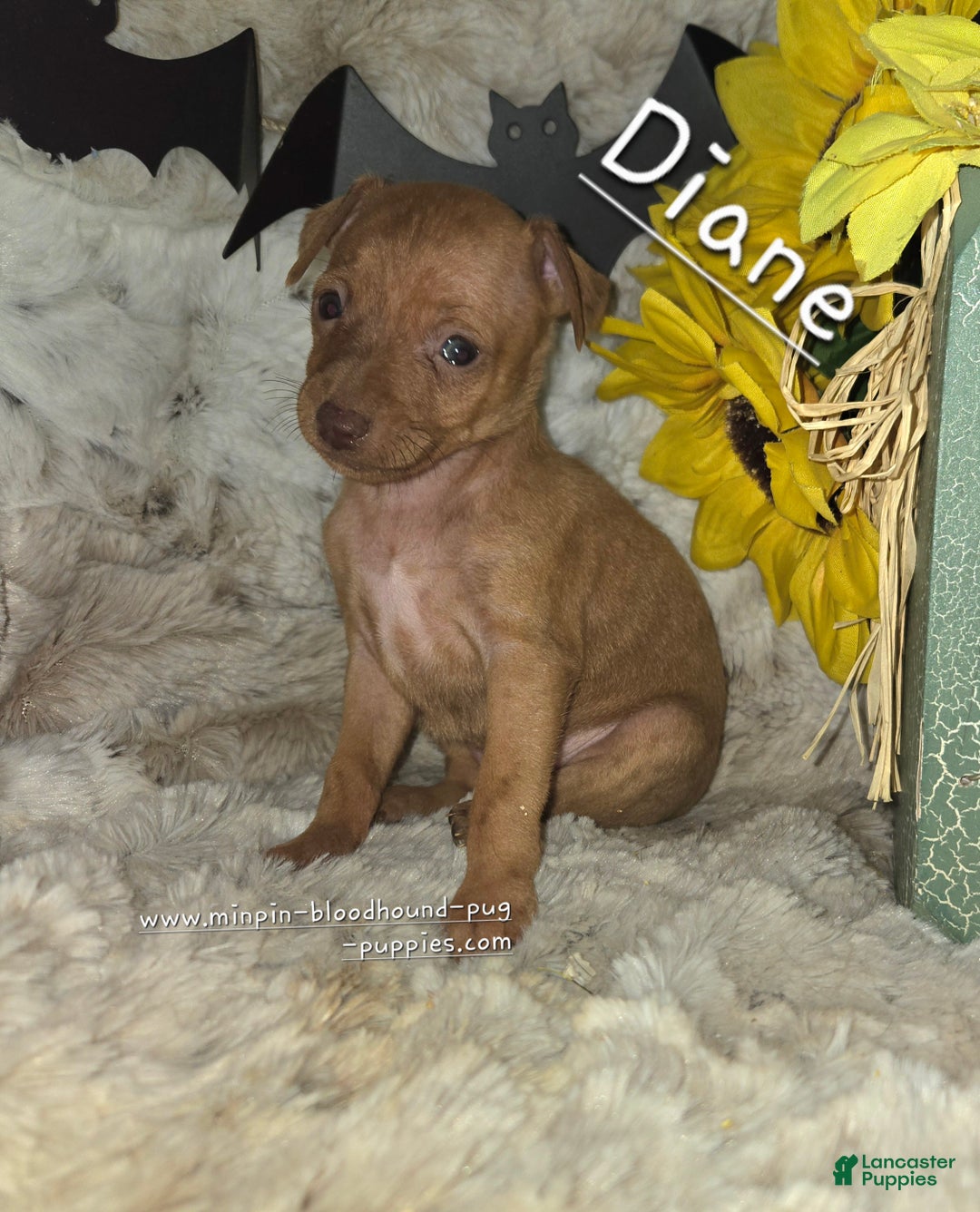 Miniature Pinscher dogs for sale: Diane stag chocolate brindle  - Ad 2