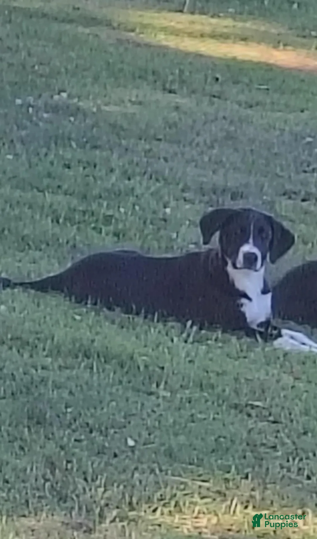Mixed Breed dogs for sale: Indie - Ad 5