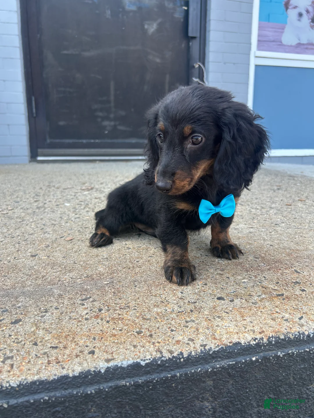 Miniature Dachshund dogs for sale: Miniature Dachshund 2 - Ad 2