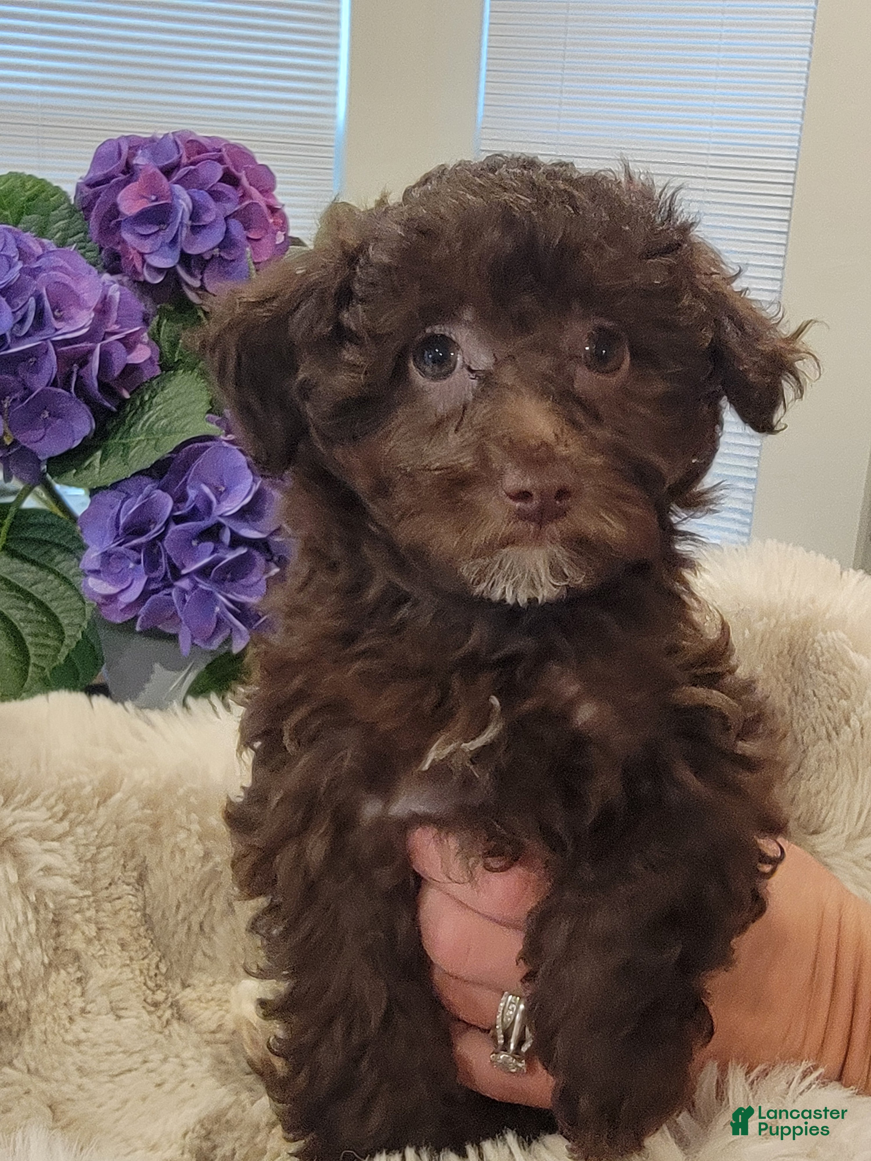 Toy Poodle dogs Toy Poodle Puppy 4 - Ad 34