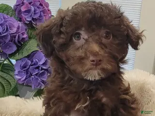 Toy Poodle dogs Toy Poodle Puppy 4 - Ad 34