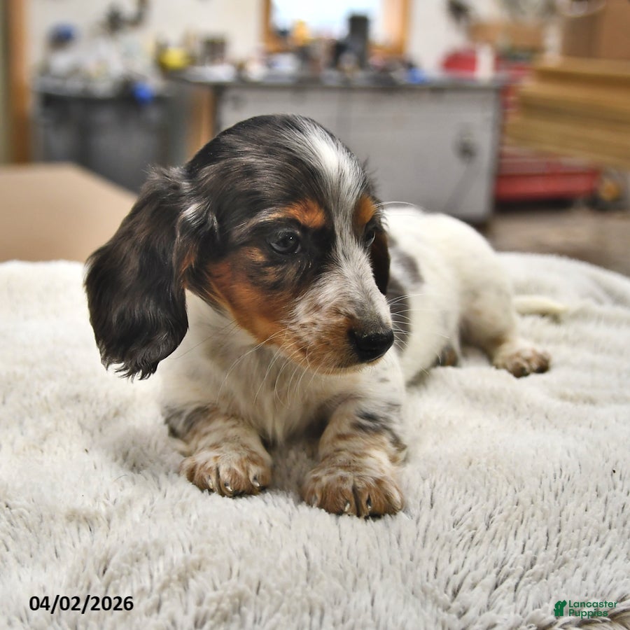 Miniature Dachshund dogs Marshmallow - Ad 2