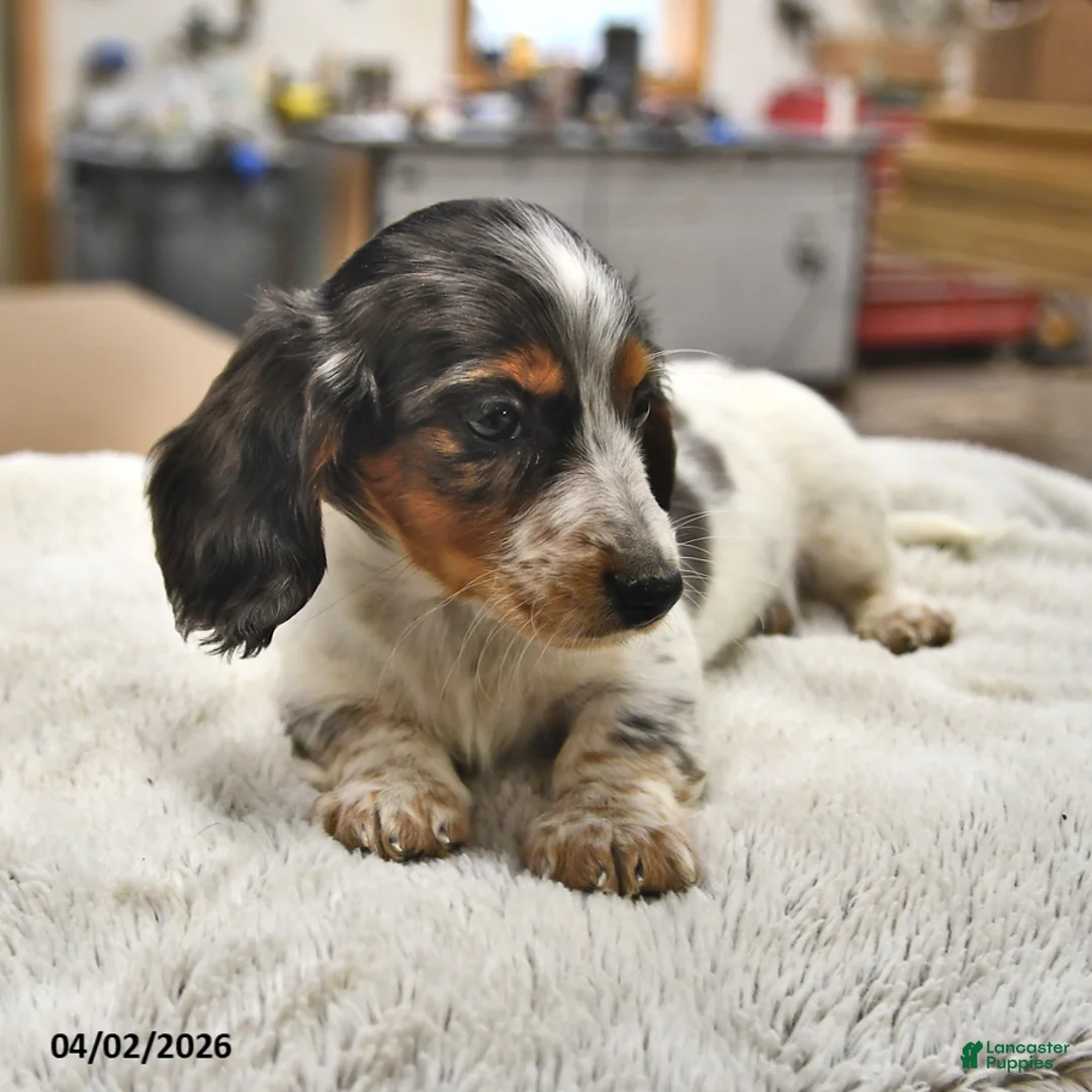 Miniature Dachshund dogs for sale: Marshmallow - Ad 2