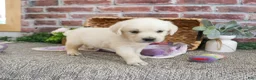 Golden Retriever dogs for sale: Tilly - Ad 9
