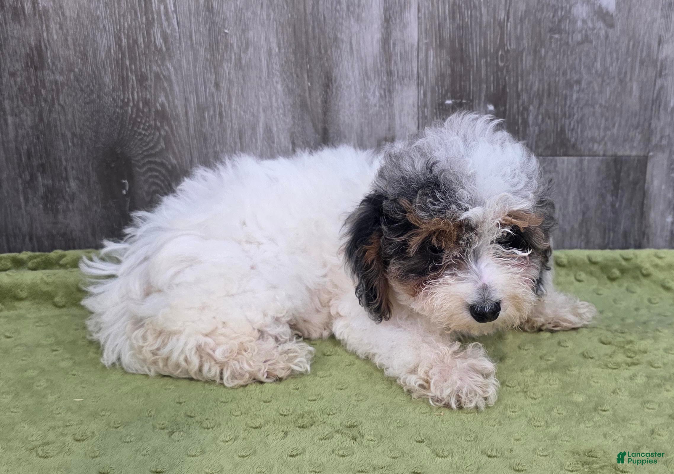 Toy Poodle dogs Heather Toy Poodle  - Ad 2