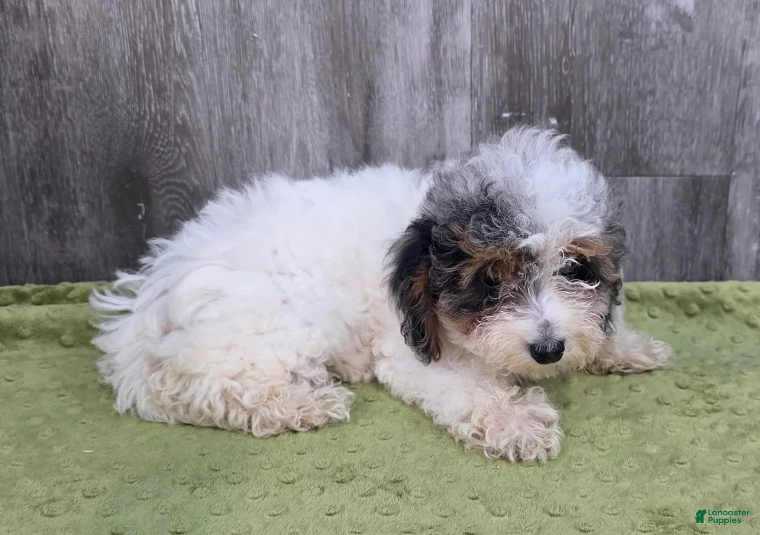 Toy Poodle dogs for sale: Heather Toy Poodle  - Ad 2
