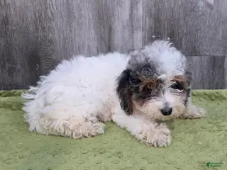 Toy Poodle dogs Heather Toy Poodle - Ad 2