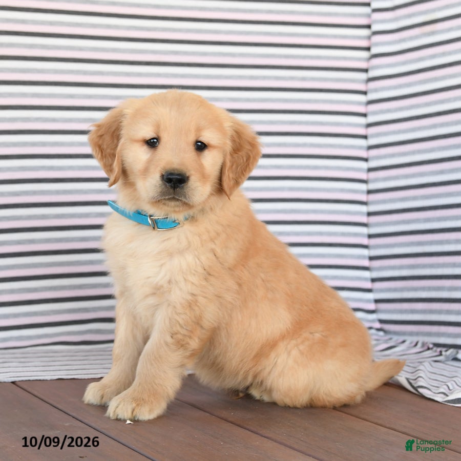 Golden Retriever dogs Billy - Ad 2