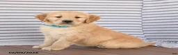Golden Retriever dogs for sale: Billy - Ad 2