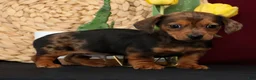 Miniature Dachshund dogs for sale: Neil Special Needs - Ad 4