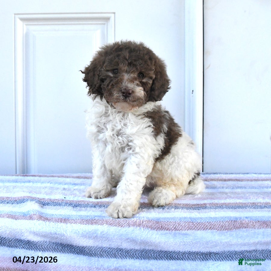 Miniature Poodle dogs Alex - Ad 1