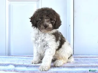Miniature Poodle dogs for sale: Alex - Ad 3