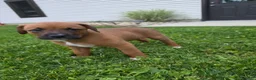 Mixed Breed dogs for sale: Mixed Breed Puppy 8 - Ad 5