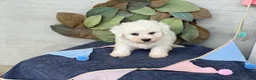 Bichon Frise dogs for sale: Everett - Ad 8