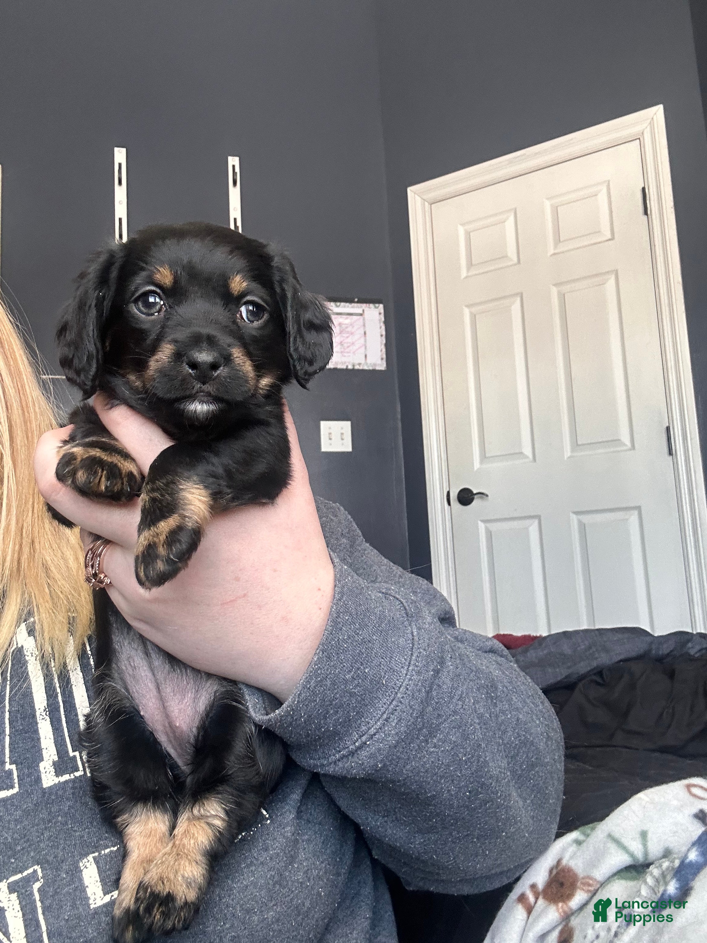 Mixed Breed dogs Ella  - Ad 27