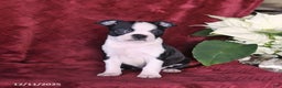 Boston Terrier dogs for sale: Bella   - Ad 4