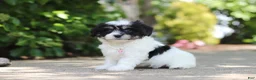 Cavachon dogs for sale: Dory - Ad 4