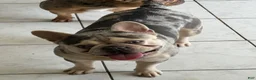 French Bulldog dogs for sale: French Bulldog 3 - Ad 3