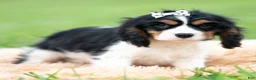 Cavalier King Charles Spaniel dogs for sale: Emmett - Ad 3