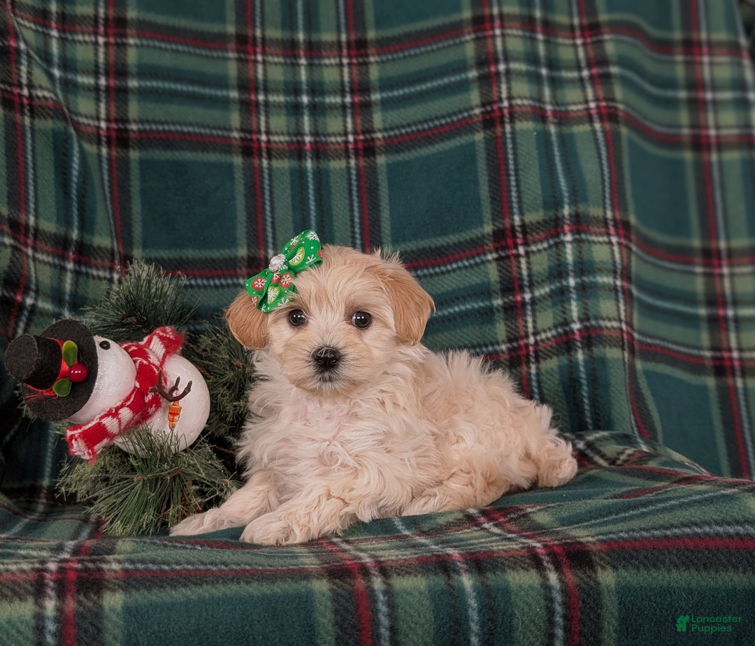 Maltipoo dogs for sale: Cheyanne 7 lbs Full Grown - Ad 4