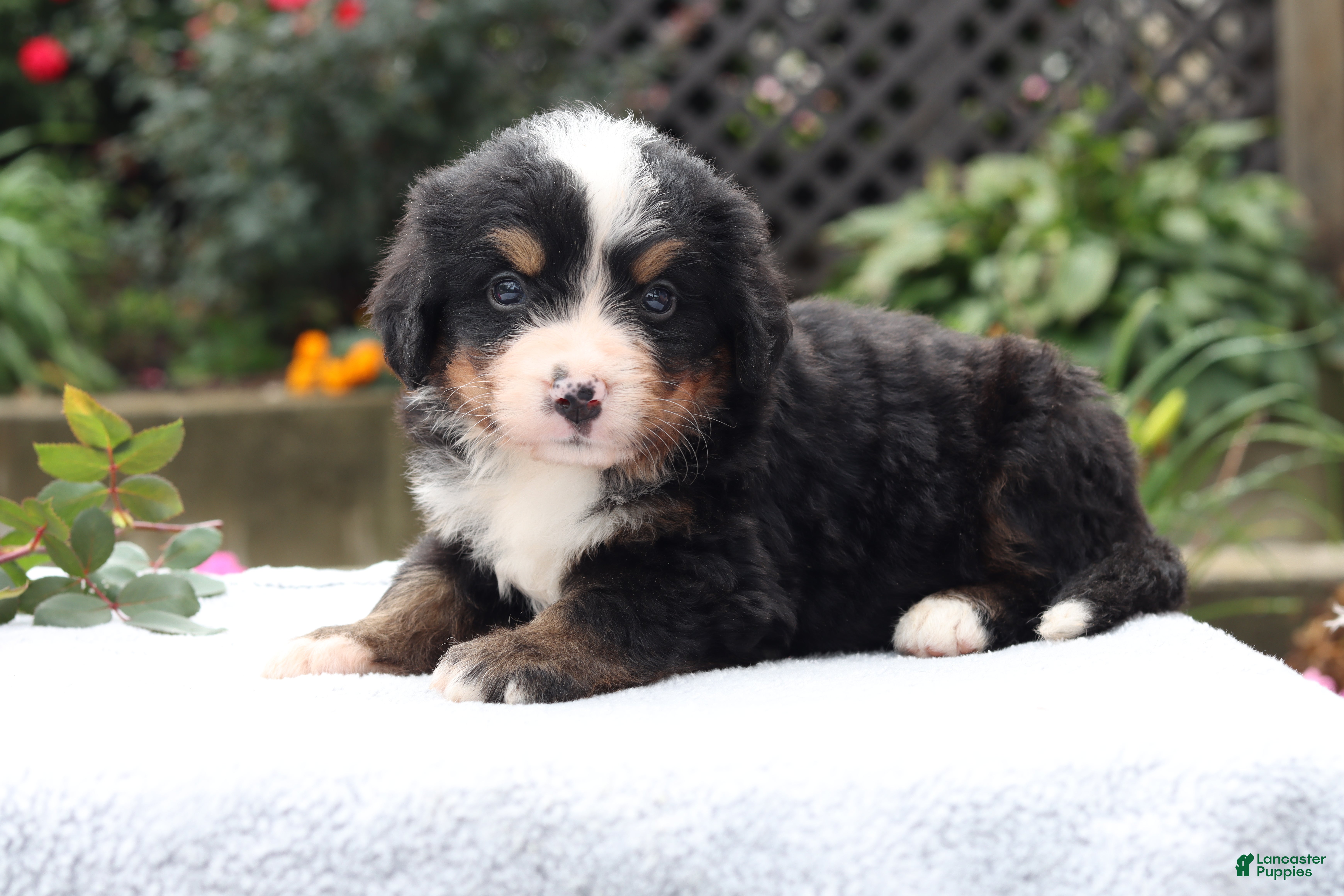 Tessa AKC for sale in Windsor Lancaster Puppies