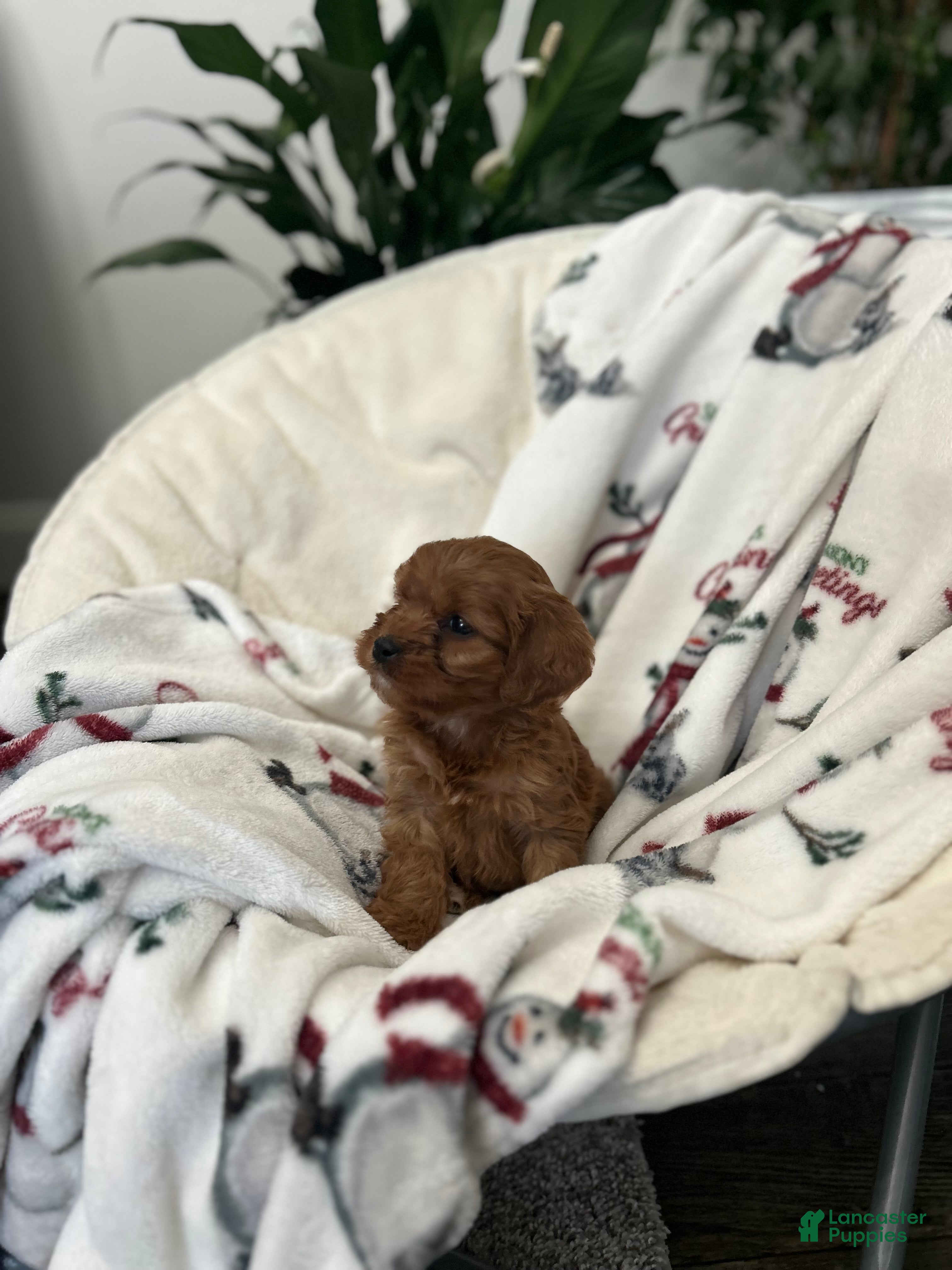 Cavapoo dogs Cavapoo Puppy 4 - Ad 16