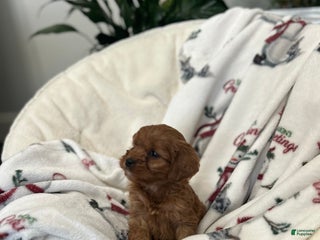 Cavapoo dogs Cavapoo Puppy 4 - Ad 18