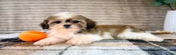 Malshi dogs for sale: Jack - Ad 4