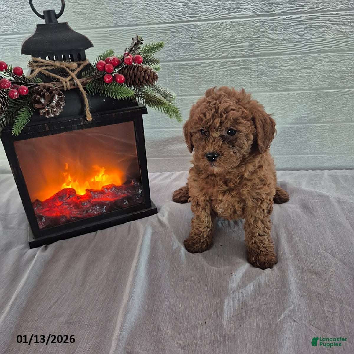 Mini Goldendoodle dogs Hazel - Ad 29