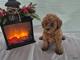 Mini Goldendoodle dogs Hazel - Ad 41