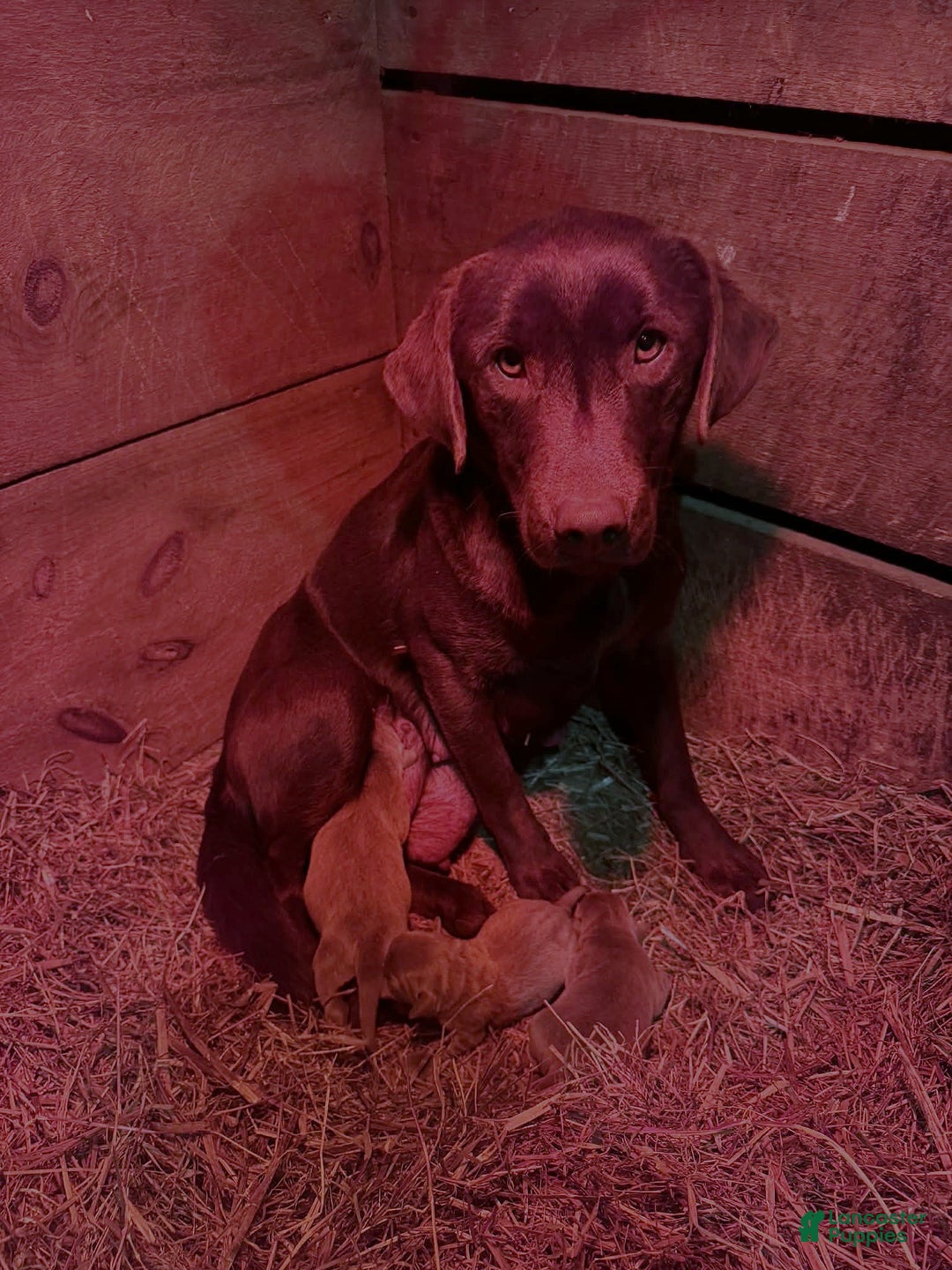 Labrador Retriever dogs for sale: Noel - Ad 14