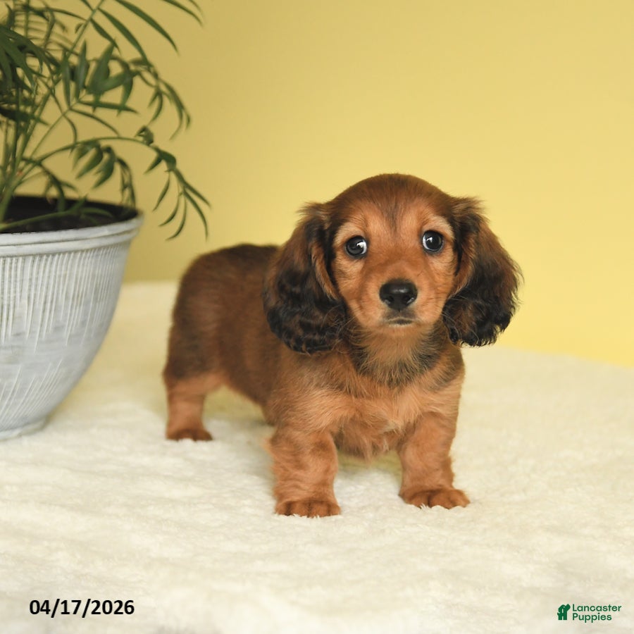 Miniature Dachshund dogs Joy - Ad 2