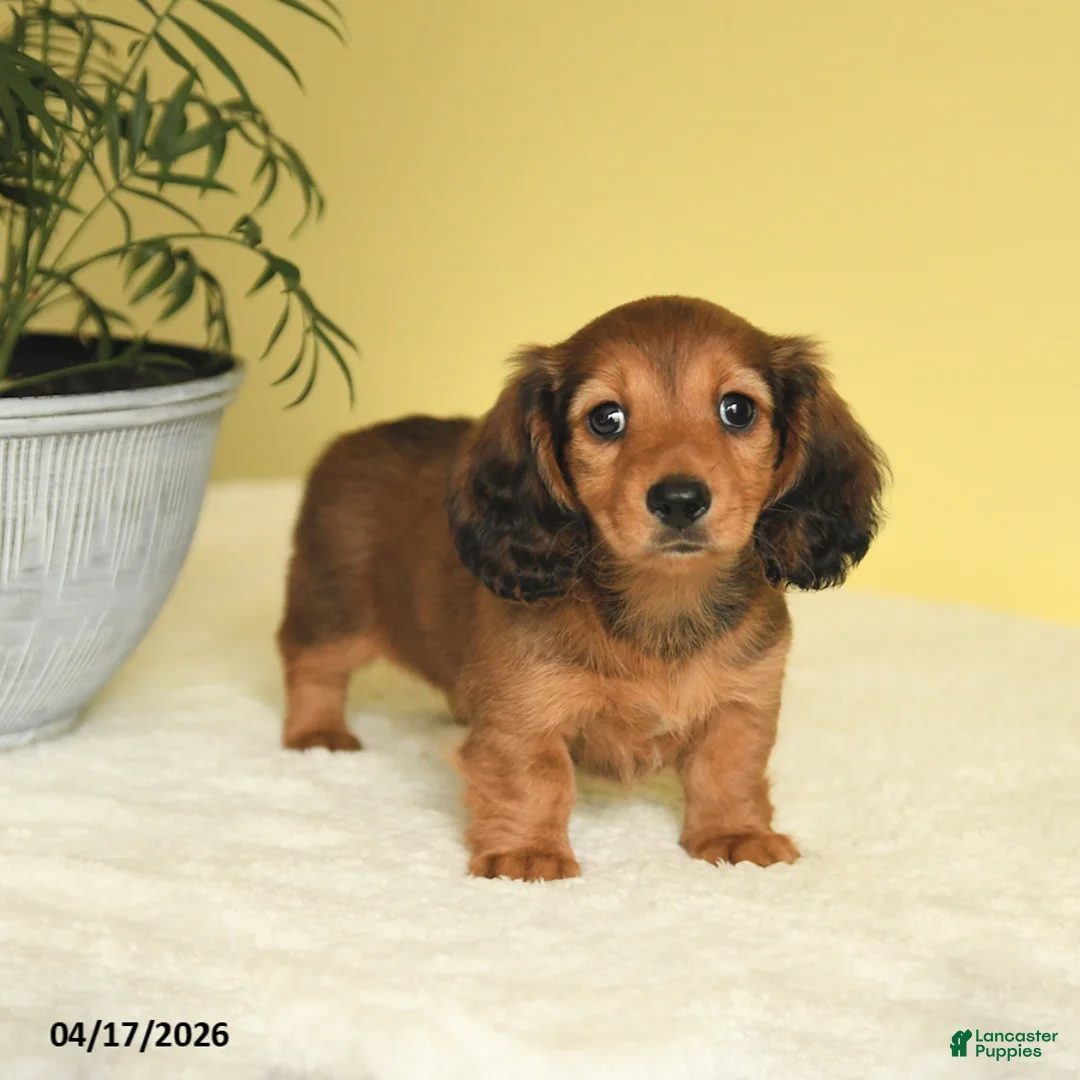 Miniature Dachshund dogs for sale: Joy - Ad 2