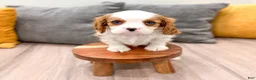 Cavalier King Charles Spaniel dogs for sale: Emmy - Ad 2