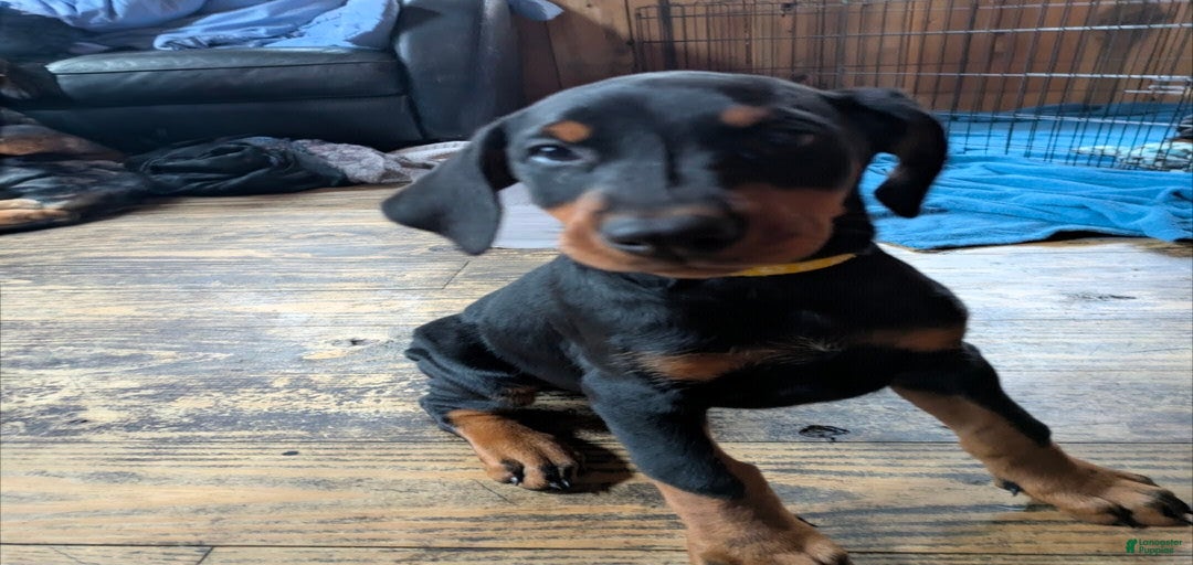 Gallery Image {{count}}