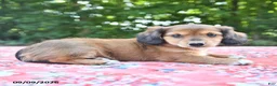 Mixed Breed dogs for sale: Dixie - Ad 5