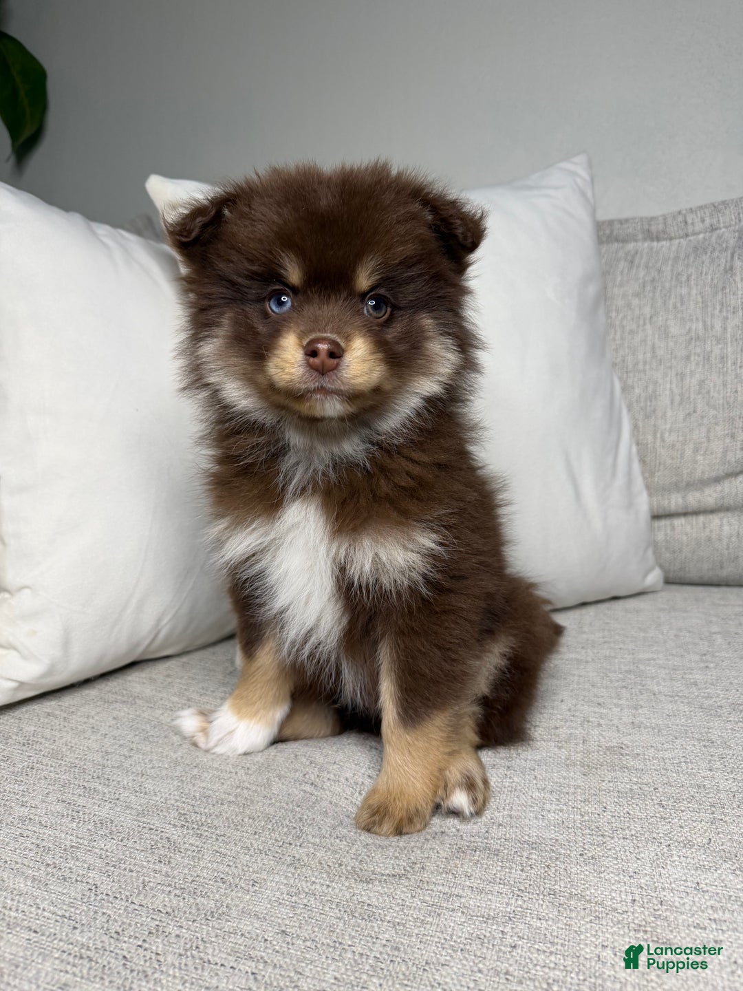 Pomsky dogs for sale: Teddy - Ad 5