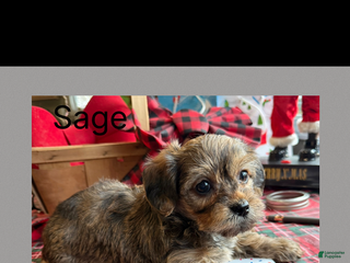 Yorkiepoo dogs Sage - Ad 10
