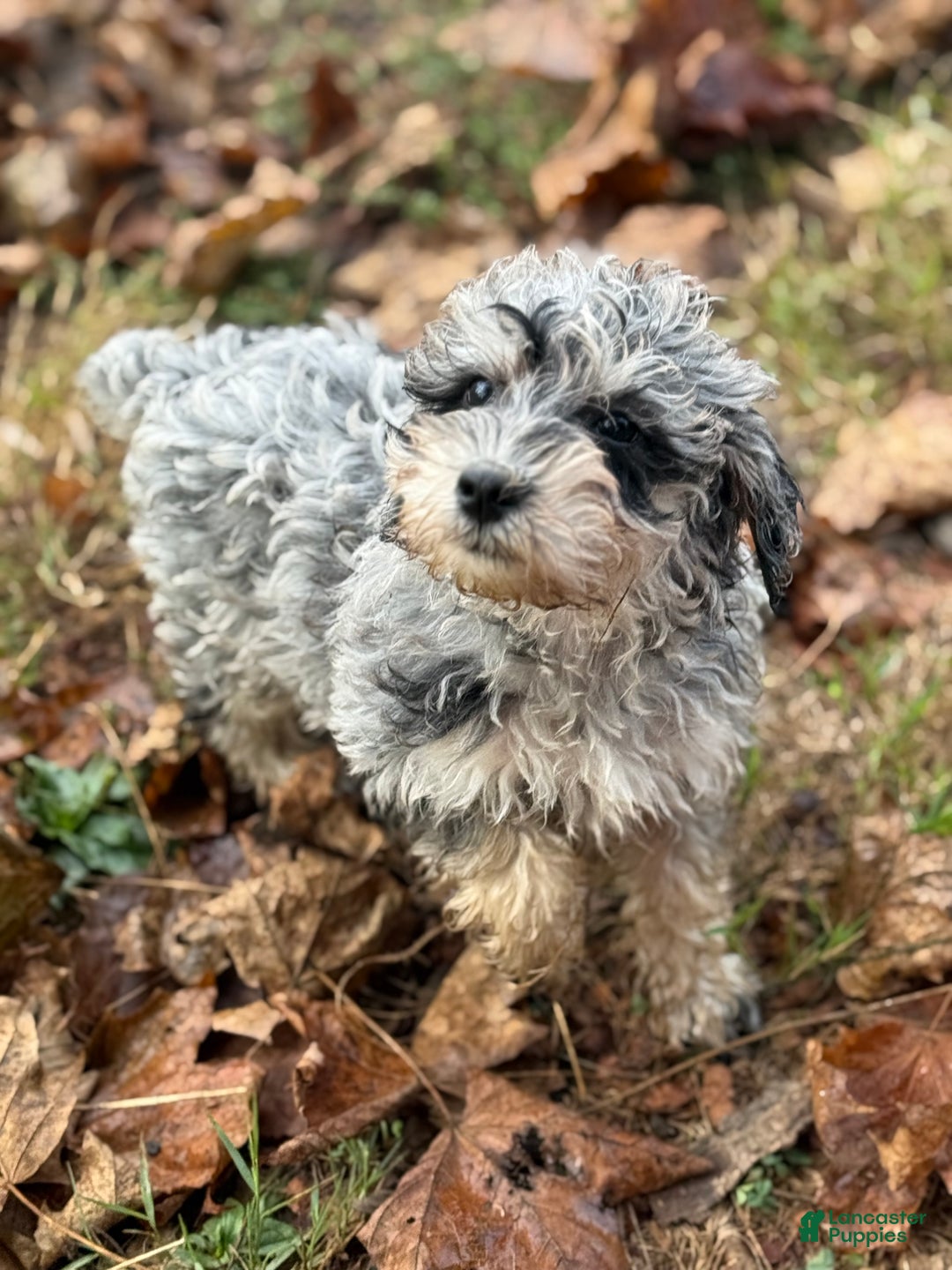 Miniature Schnauzer Mix Schnoodle Puppy Cost Schnauzer Bichon