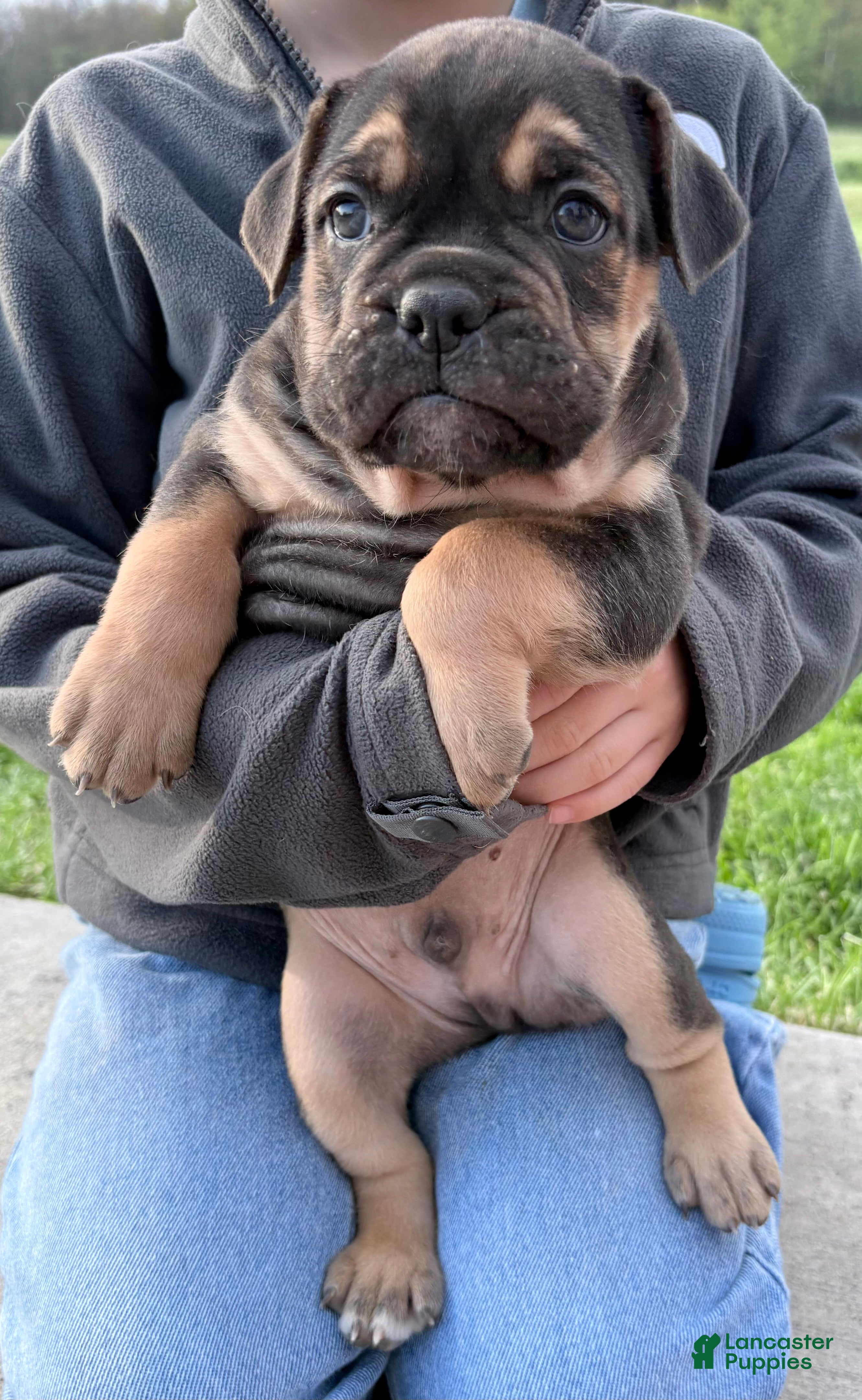Olde English Bulldogge dogs Olde English Bulldogge Puppy 3 - Ad 9