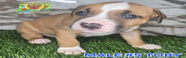 American Bully Puppy 5