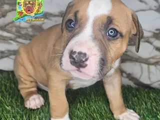 American Bully dogs American Bully Puppy 5 - Ad 3