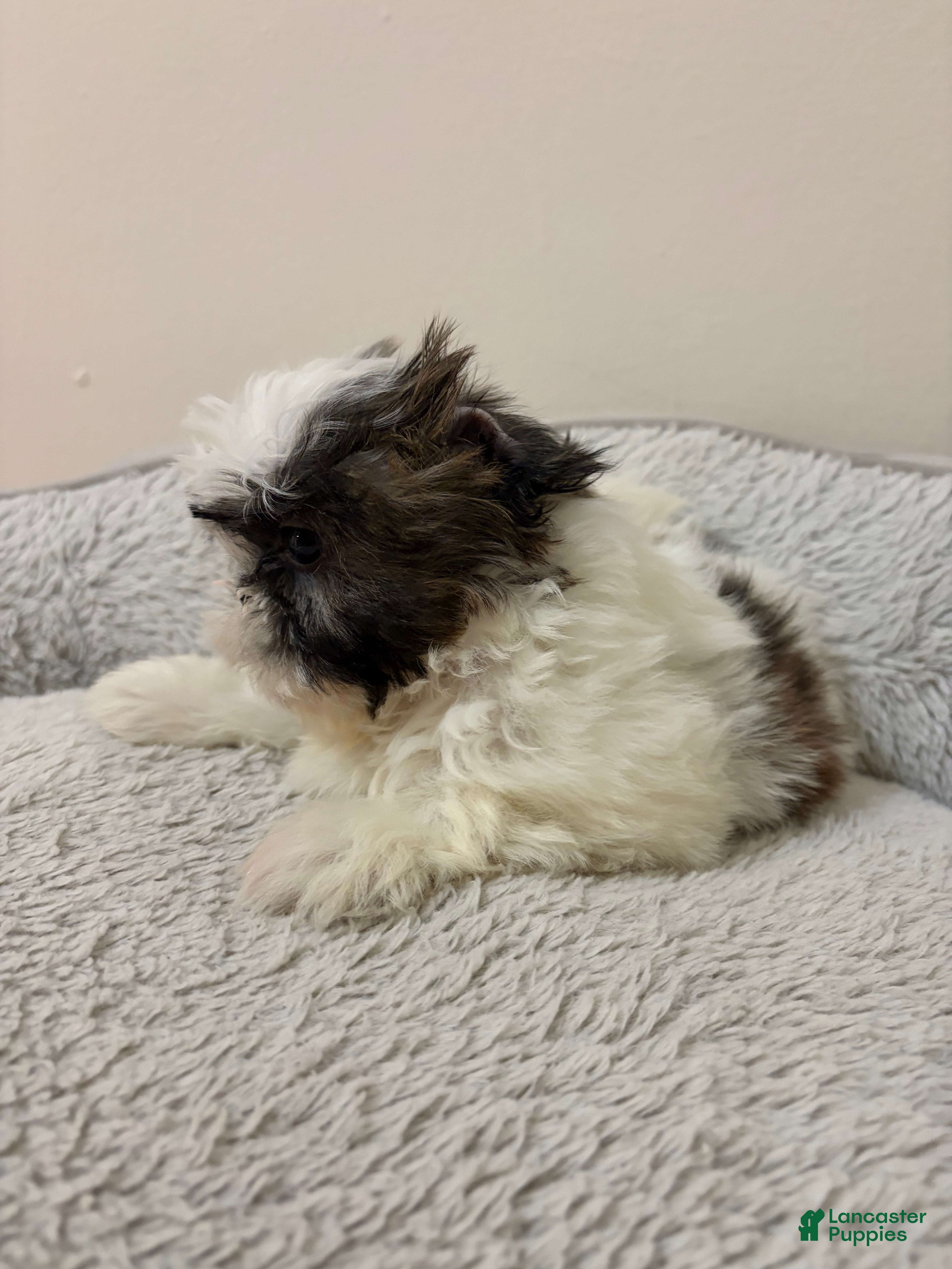 Shih Tzu dogs Dill - Ad 31