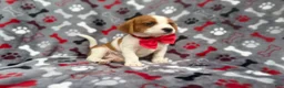 Mixed Breed dogs for sale: Dallas - Ad 5