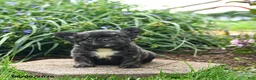French Bulldog dogs for sale: Helen - Ad 1