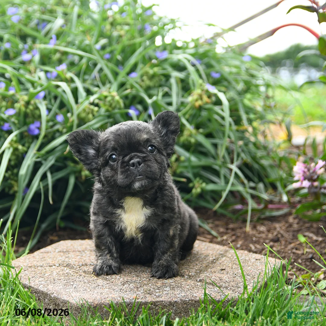 French Bulldog dogs for sale: Helen - Ad 1
