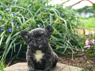French Bulldog dogs for sale: Helen - Ad 2