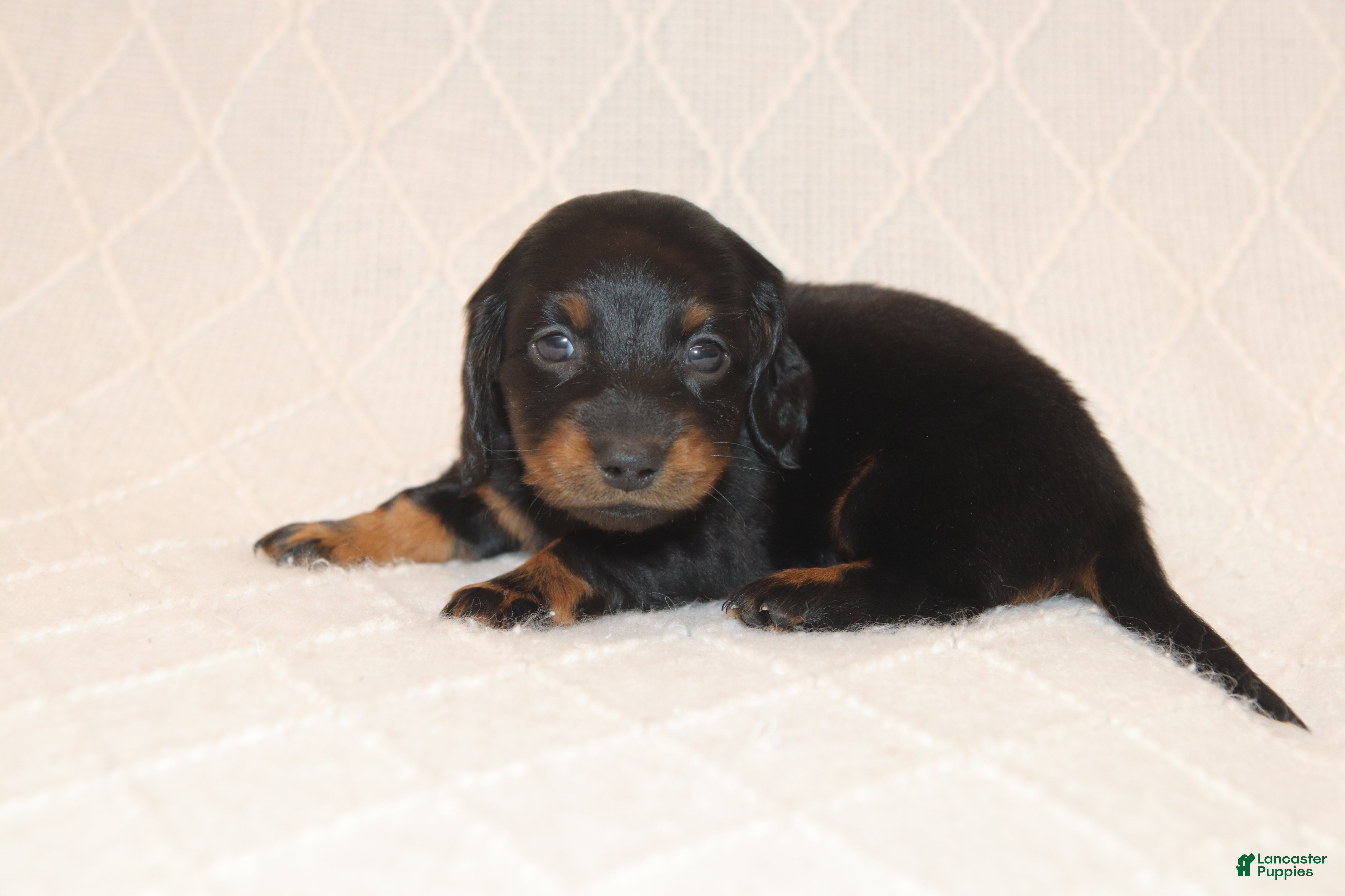 Miniature Dachshund dogs Rex - Ad 1