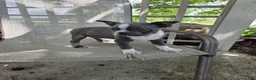 Boston Terrier dogs for sale: Cooper - Ad 4