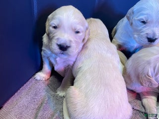 Golden Retriever dogs Female Pup 2 - Ad 24